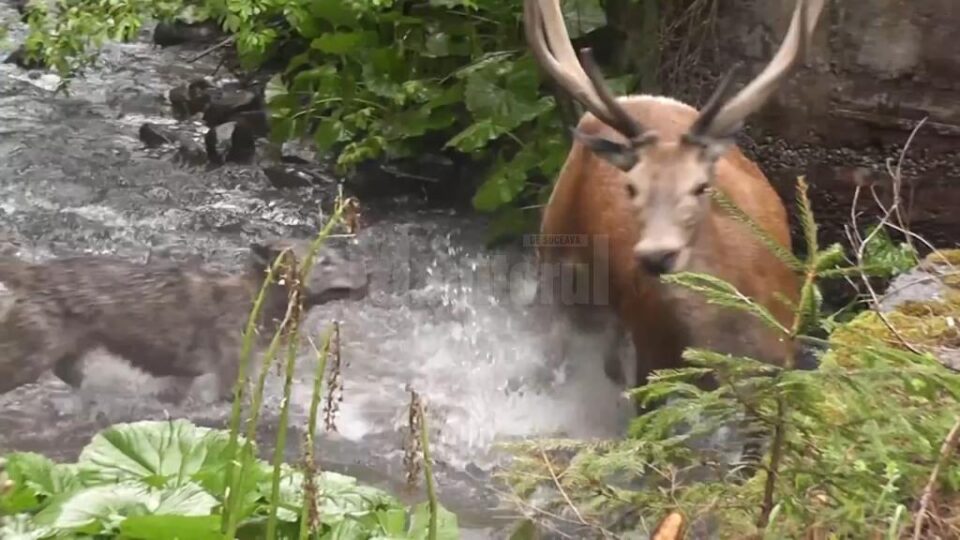 Atacul unei haite de lupi asupra unui cerb, în Călimani, surprins în imagini video foarte rare Atacul unei haite de lupi asupra unui cerb, în Călimani, surprins în imagini video foarte rare