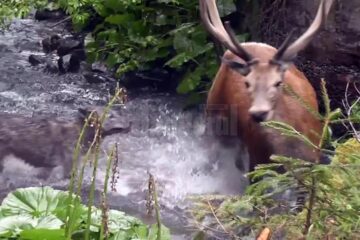 Atacul unei haite de lupi asupra unui cerb, în Călimani