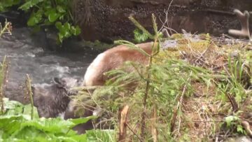 Atacul unei haite de lupi asupra unui cerb, în Călimani, surprins în imagini video foarte rare