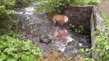 Atacul unei haite de lupi asupra unui cerb, în Călimani, surprins în imagini video foarte rare