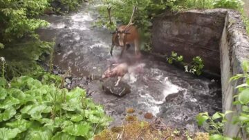 Atacul unei haite de lupi asupra unui cerb, în Călimani, surprins în imagini video foarte rare