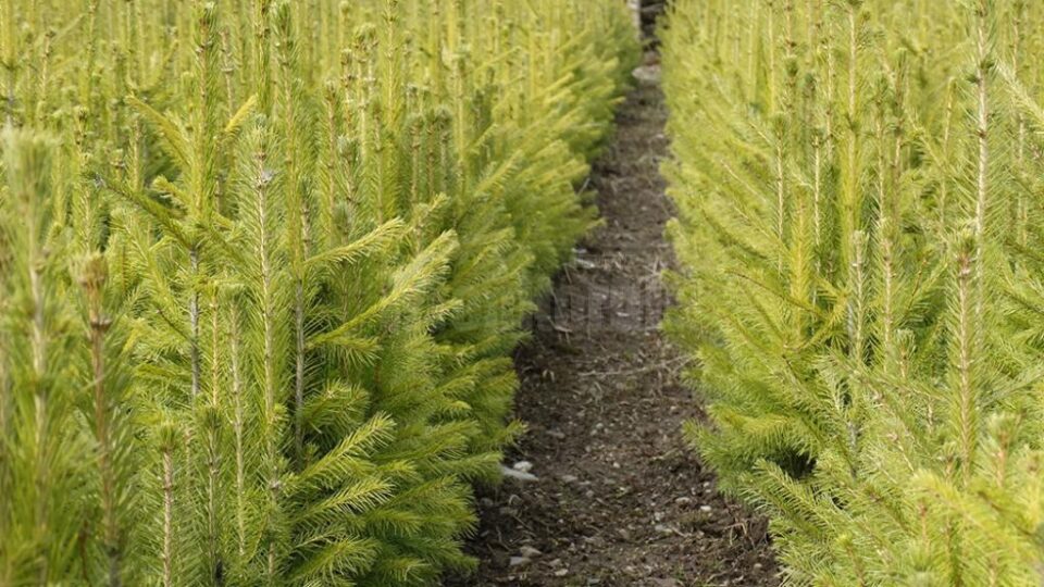 Peste 27 milioane de puieți de arbori plantați în campania de împăduriri de primăvară a Romsilva