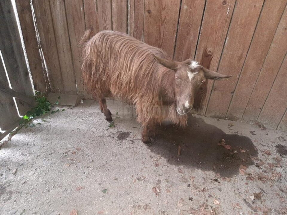 Cu căruța, la furat de oi și capre