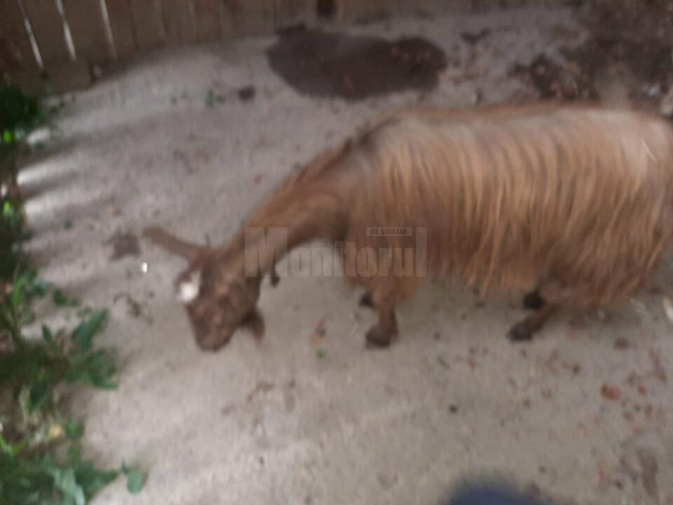 Cu căruța, la furat de oi și capre