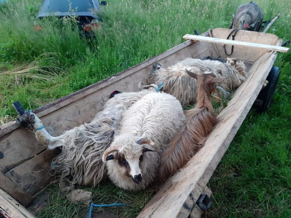 Cu căruța, la furat de oi și capre