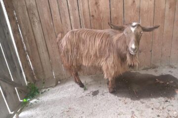 Cu căruța, la furat de oi și capre