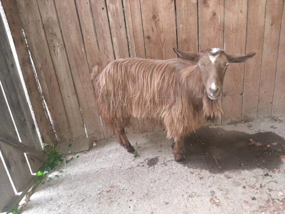 Cu căruța, la furat de oi și capre