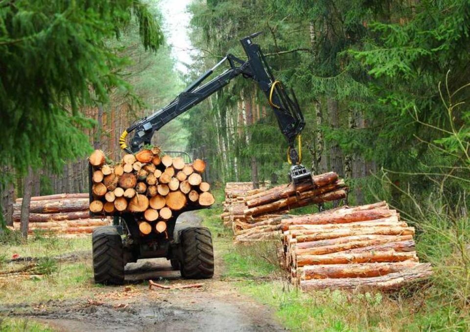 Plăcile pe bază de lemn sunt parte a industriei românești a construcțiilor, sunt prezente pe scară largă în piese de mobilier produse în România