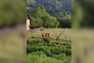 Un cerb tânăr a coborât din pădure până între case, la Breaza