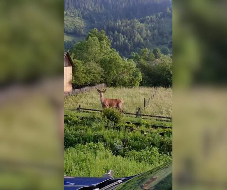 Un cerb tânăr a coborât din pădure până între case, la Breaza
