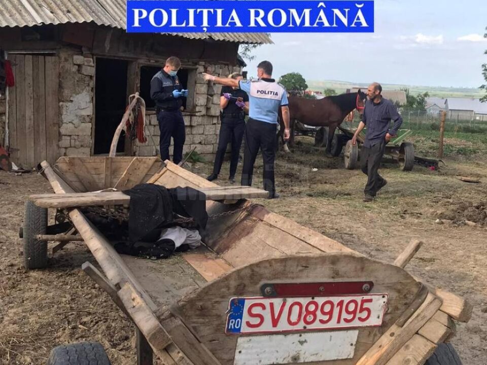 Premieră în Suceava: Doi frați, băgați în arest pentru maltratarea unui cal