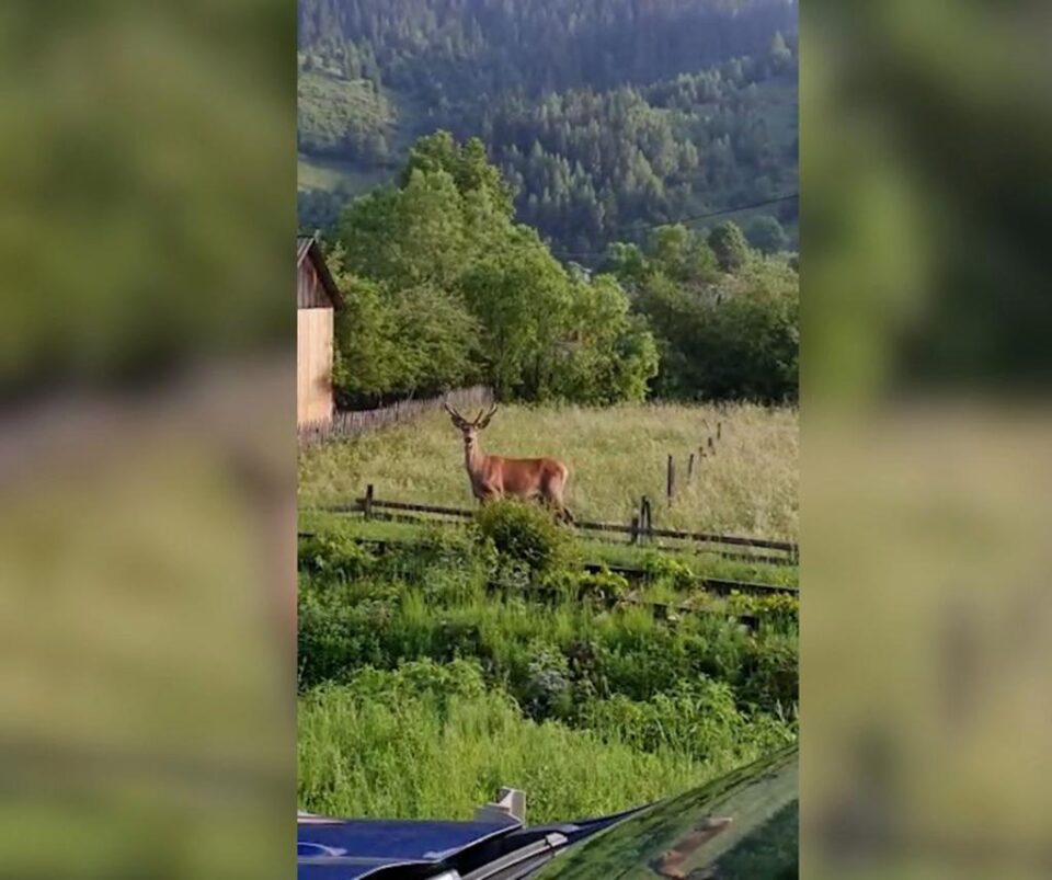 Cerbul prin livezile și fânețele dintre case