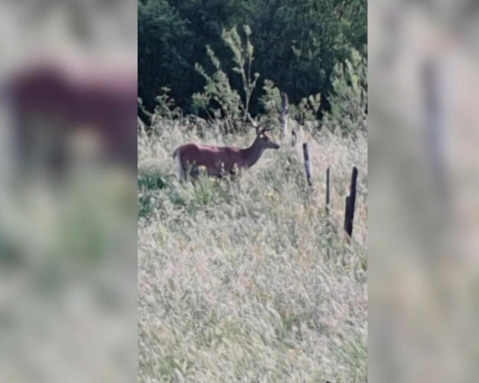 Cerbul prin livezile și fânețele dintre case