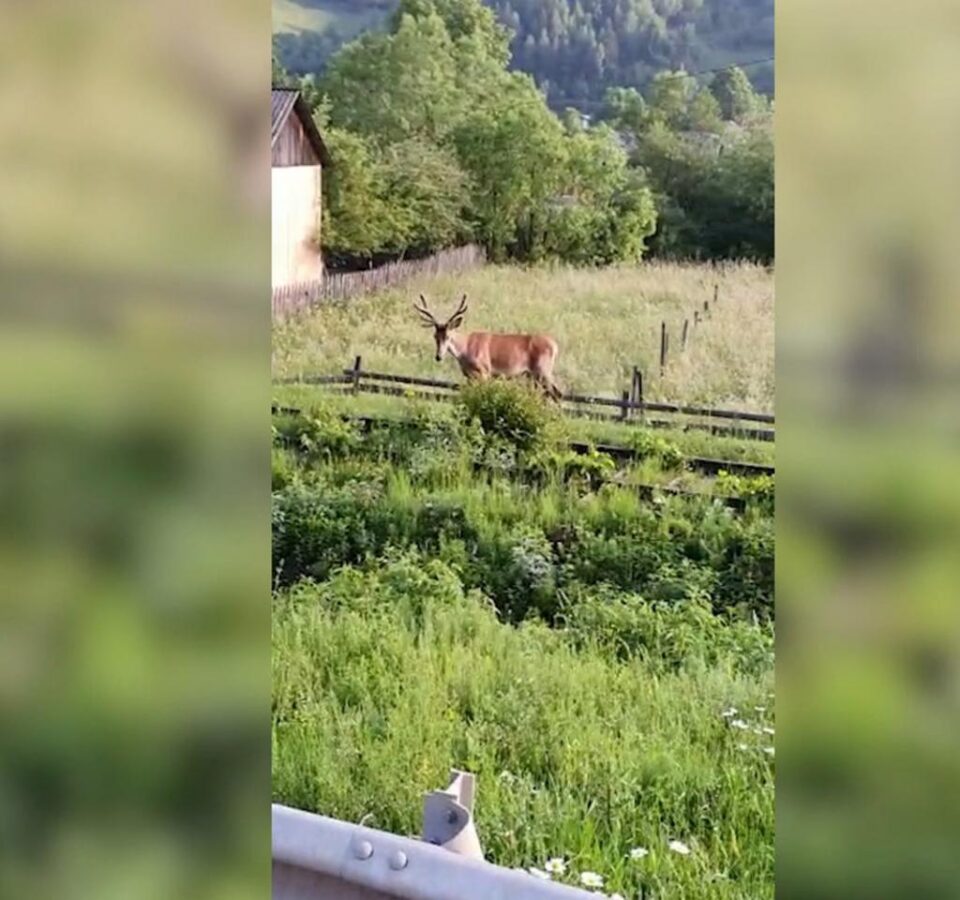 Cerbul prin livezile și fânețele dintre case