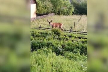 Cerbul prin livezile și fânețele dintre case