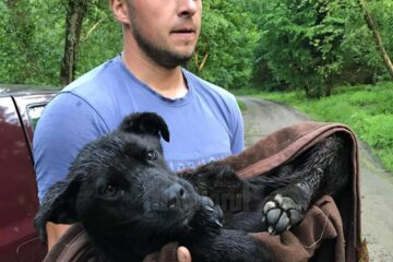 Cățelușa, la puțin timp după ce a fost preluată de medicul veterinar