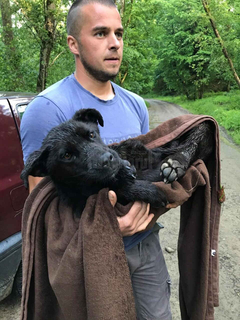 Cățelușa, la puțin timp după ce a fost preluată de medicul veterinar