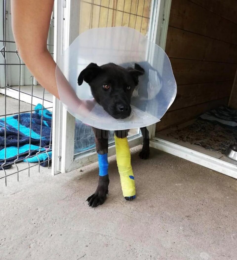 Un picior i-a fost amputat, altul are plăcuțe și șuruburi