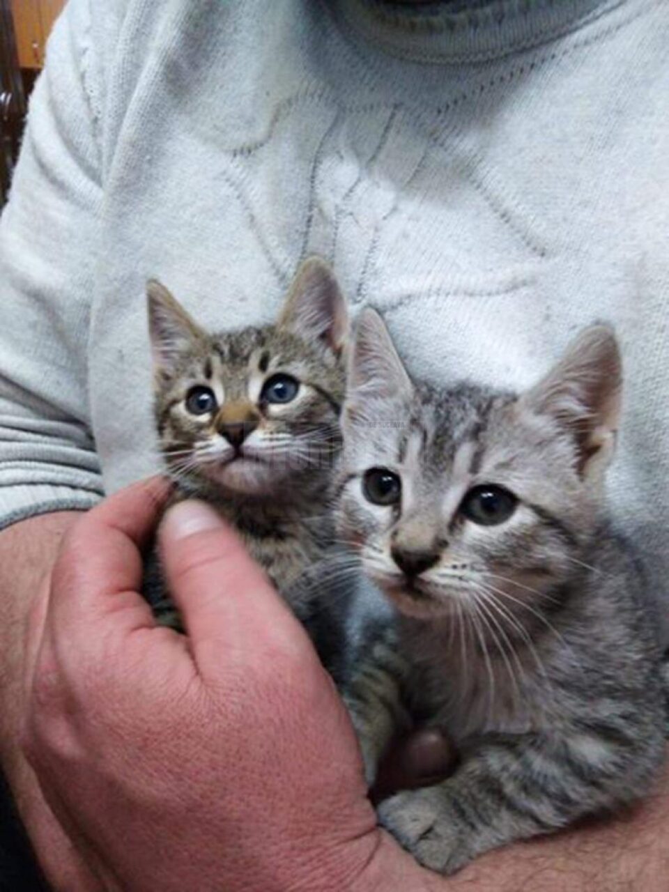 Bărbat acuzat că și-a agresat soția și a maltratat și ucis animalele adoptate