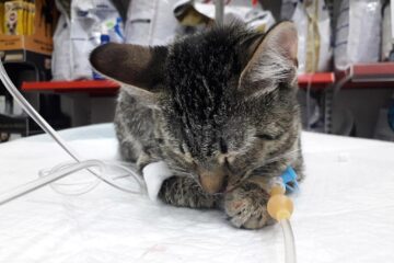 Pisica rănită, în îngrijirea medicilor