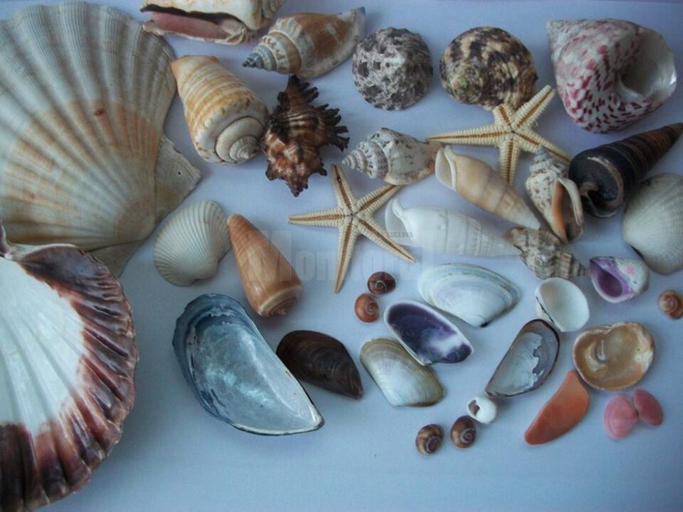 Expoziția „Platoșe invincibile”, la Muzeul de Științele Naturii