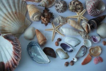 Expoziția „Platoșe invincibile”, la Muzeul de Științele Naturii