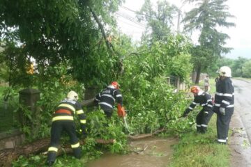 Pârâuri umflate și copaci rupți la Rădăuți, în urma ploii torențiale