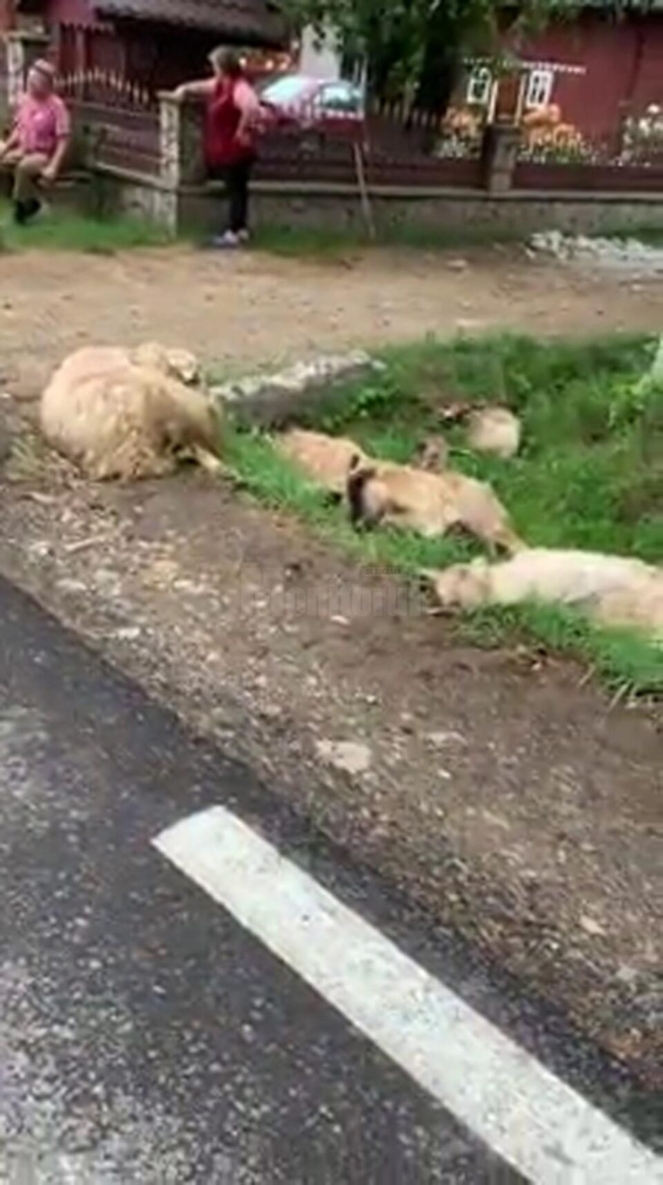 Oi scoase de sub roțile mașinii