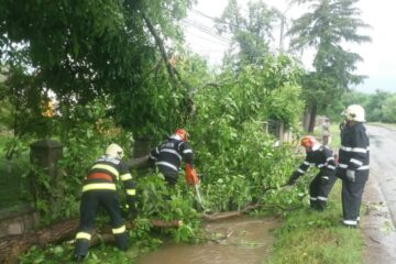 Pârâuri umflate și copaci rupți la Rădăuți, în urma ploii torențiale