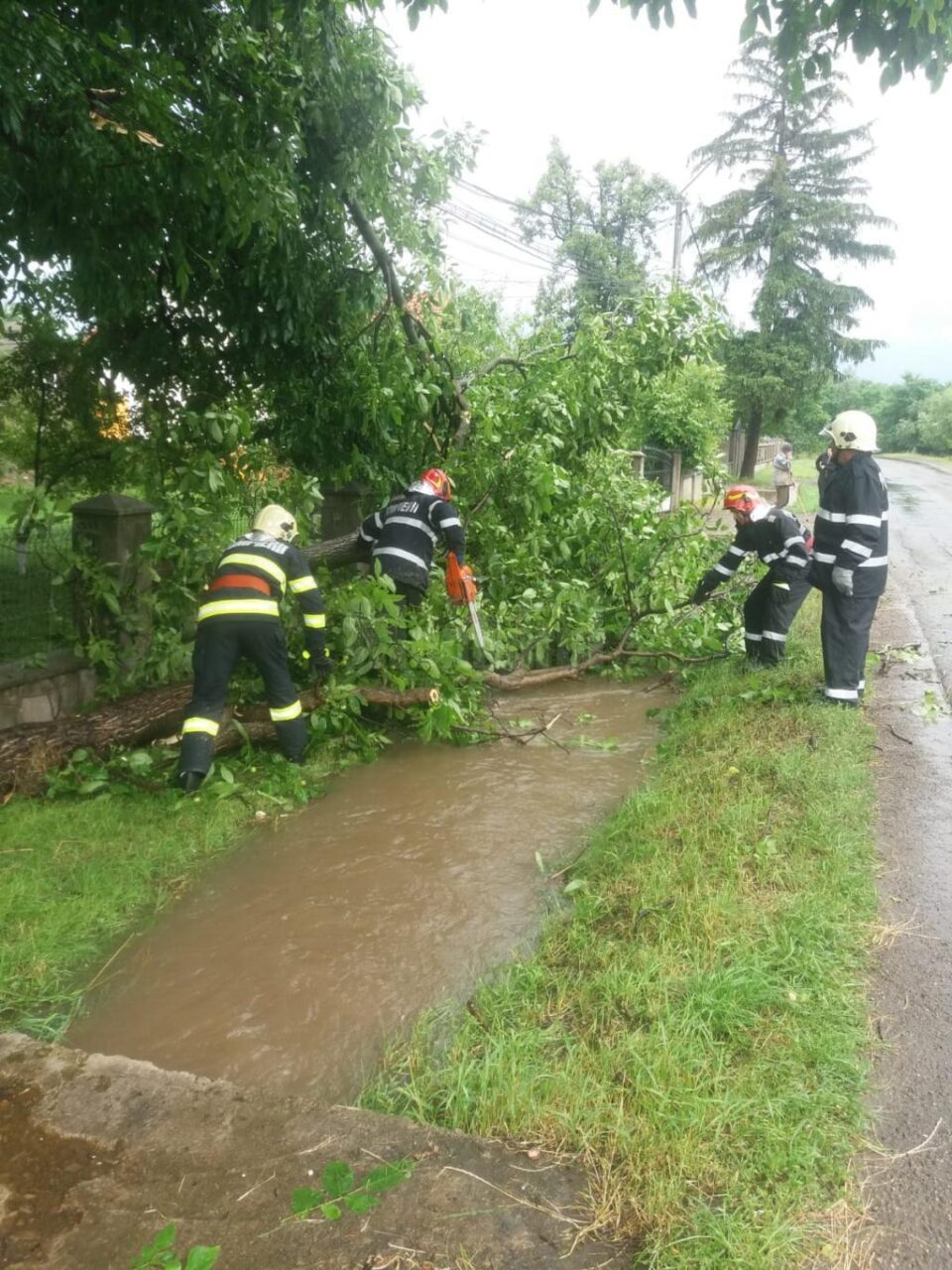 Pârâuri umflate și copaci rupți la Rădăuți, în urma ploii torențiale
