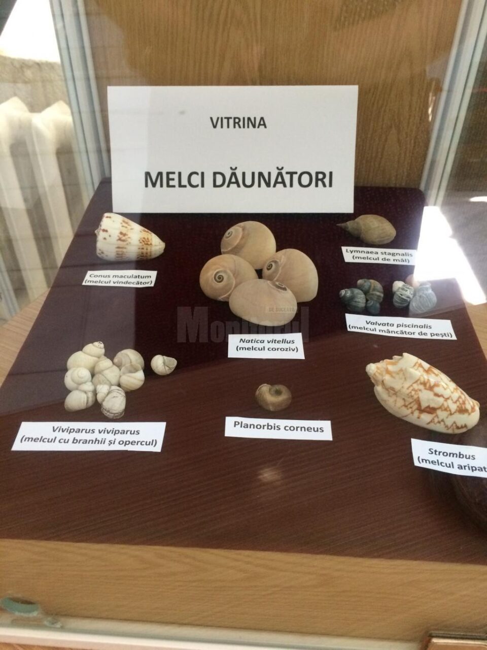 Muzeul de Științe ale Naturii Suceava găzduiește Expoziția „Platoșe invincibile”