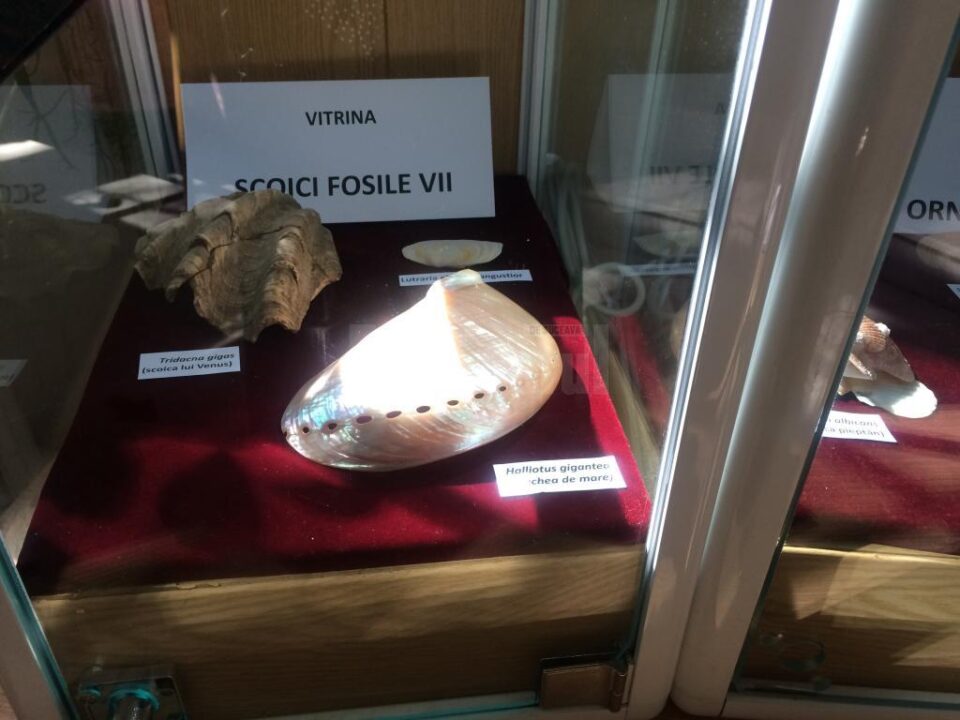 Muzeul de Științe ale Naturii Suceava găzduiește Expoziția „Platoșe invincibile”