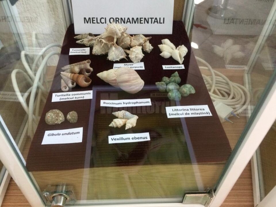 Muzeul de Științe ale Naturii Suceava găzduiește Expoziția „Platoșe invincibile”