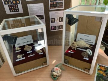 Expoziția „Platoșe invincibile”, la Muzeul de Științele Naturii