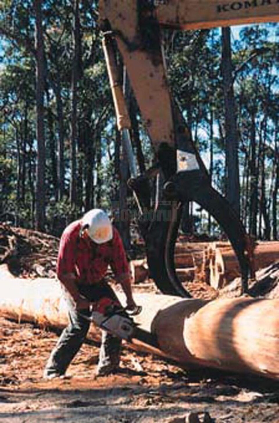 „Păduri și bărbați destoinici”