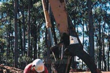 „Păduri și bărbați destoinici”