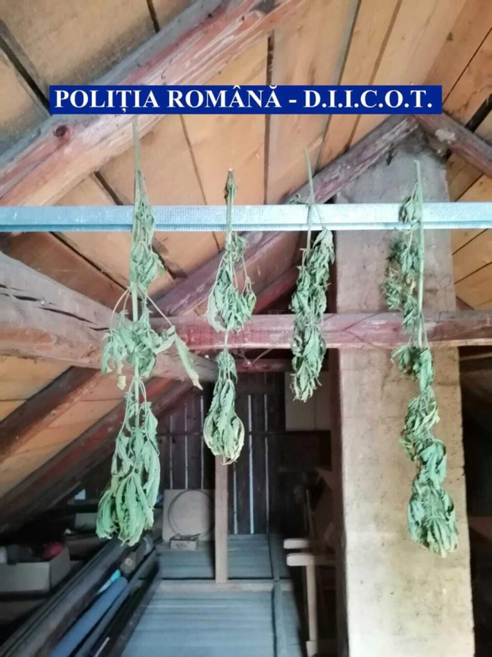 Droguri descoperite în urma perchezițiilor