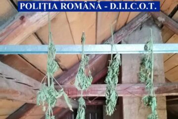 Droguri descoperite în urma perchezițiilor