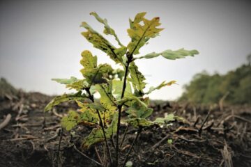 10 milioane de euro se acordă ca sprijin pentru prima împădurire și crearea de suprafețe împădurite