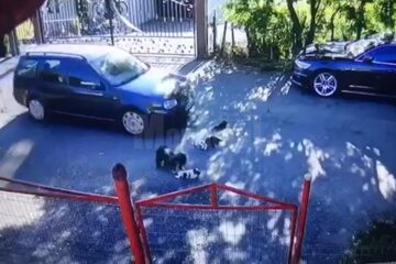 Pui de câine călcați și omorâți cu nonșalanță de un șofer din Fălticeni