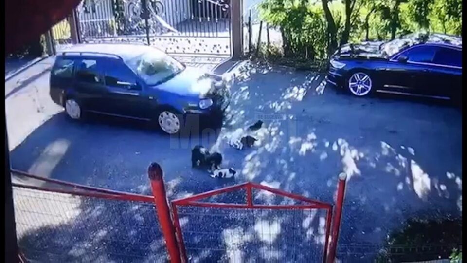 Pui de câine călcați și omorâți cu nonșalanță de un șofer din Fălticeni