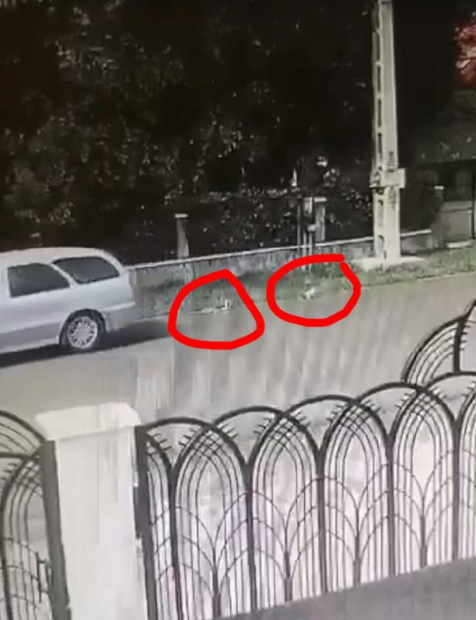 Mașina părăsește zona, nu înainte de a trece peste una din micile feline pe care o și omoară
