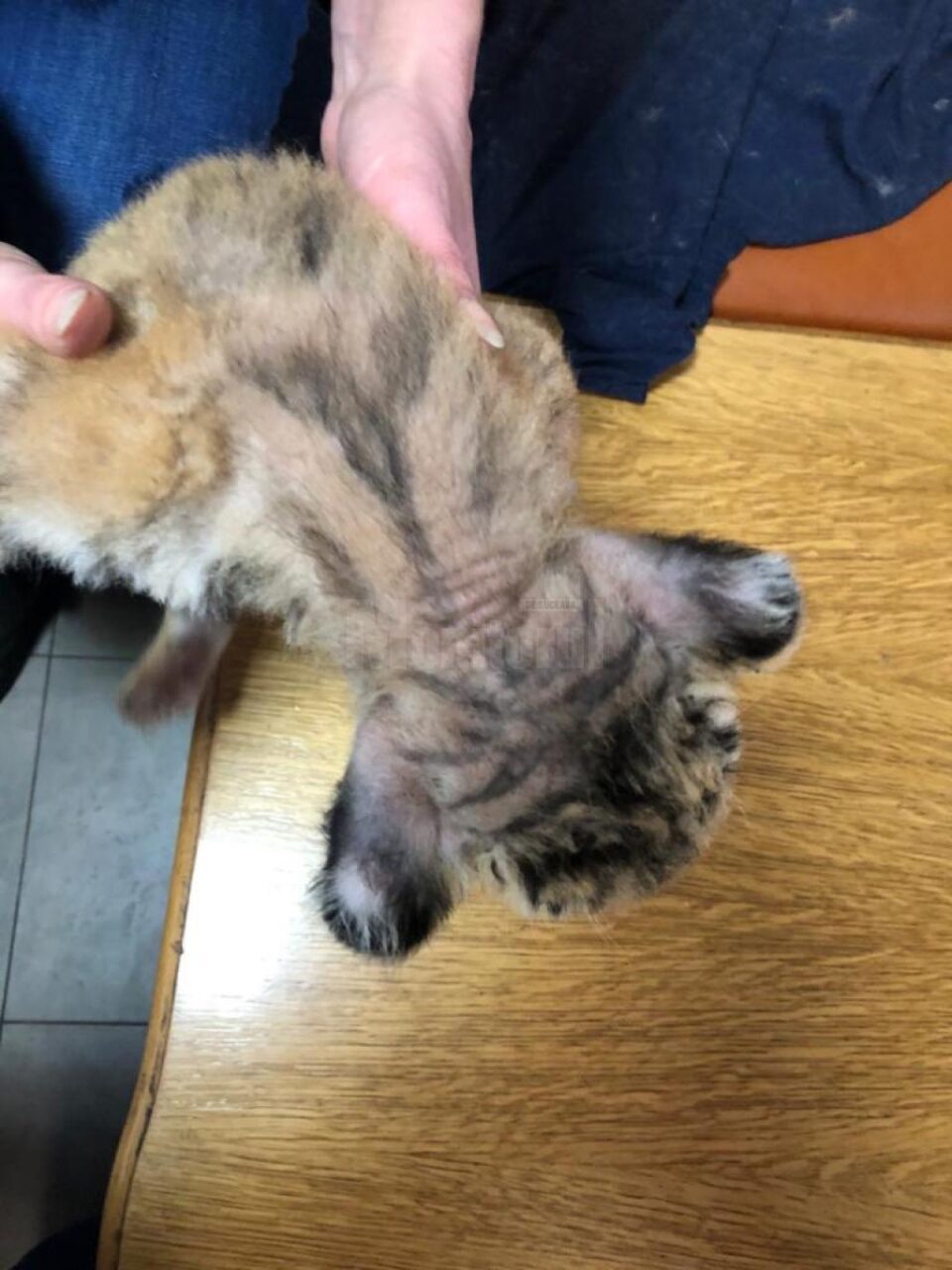 Pui de tigru bengalez, dat în grijă de la Grădina Zoo Șoimaru unui arab care locuiește în Cluj