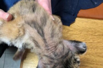 Pui de tigru bengalez, dat în grijă de la Grădina Zoo Șoimaru unui arab care locuiește în Cluj