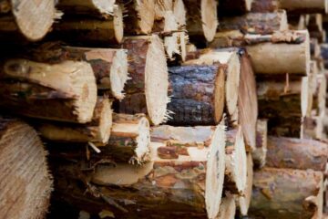 Gateriști amendați drastic și cantități importante de lemn confiscate de polițiști