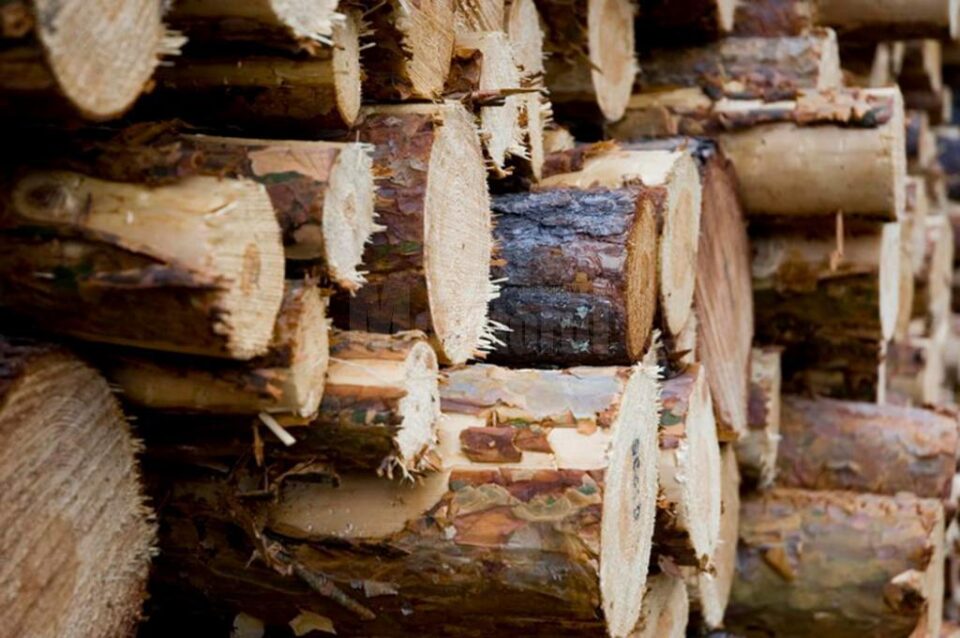 Gateriști amendați drastic și cantități importante de lemn confiscate de polițiști