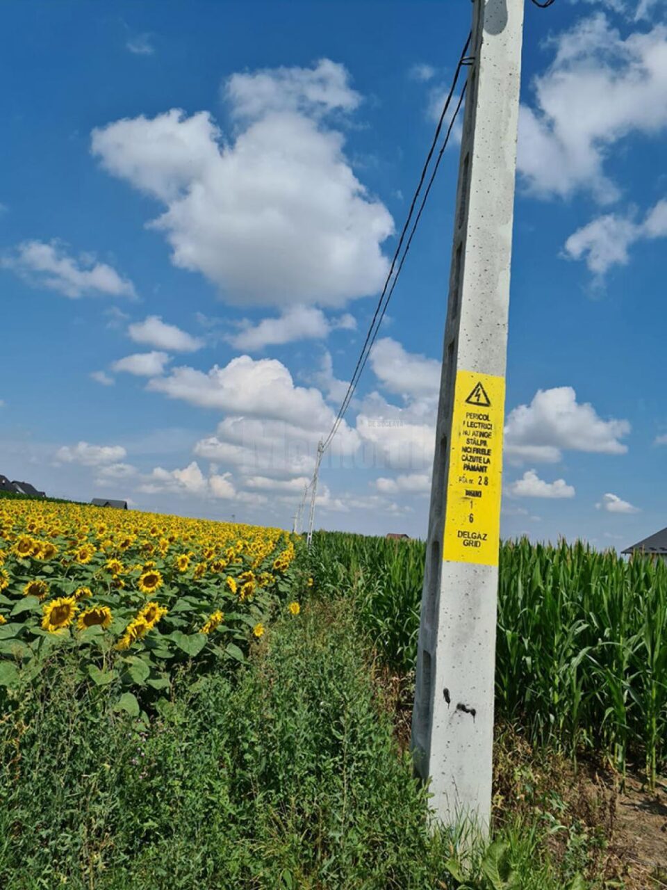 Rețea de electricitate printre popușoaie, lângă proprietatea primarului