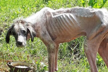 Câinele ajuns piele și os