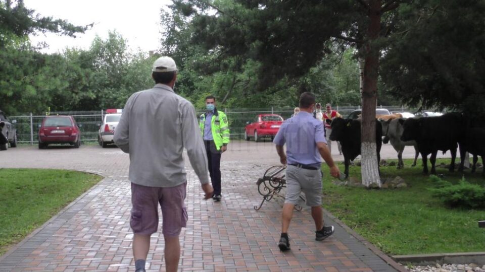 Protest cu vaci aduse la primărie Protest cu vaci aduse la primărie