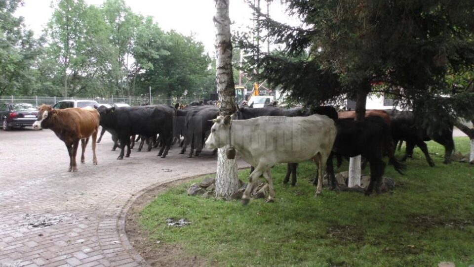 Protest cu vaci aduse la primărie